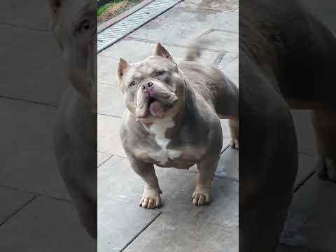So dangerous 😈👿👿 America bully dog angry barking sound #shorts #americanbully #angrydog #dangerous
