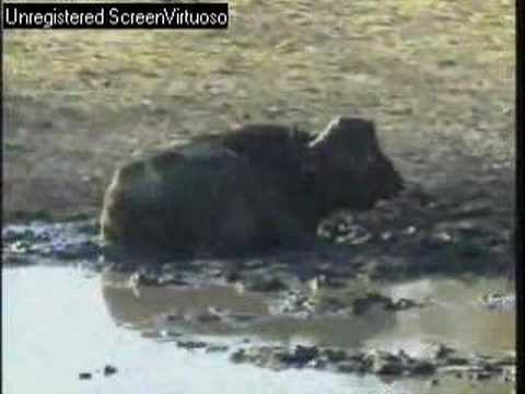 WE/Djuma Elephants and Buffalo wallow