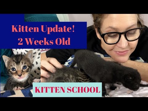 Kittens at 2 Weeks old PLUS Orphans Reunited with Mom!