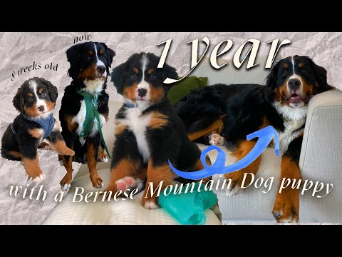 1 YEAR BERNESE MOUNTAIN DOG PUPPY UPDATE | struggles, training, tips, toys, grooming, & personality