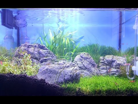9. Co nowego w 12 litrowym akwarium ! Krótki update !