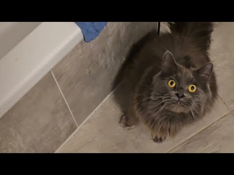 Cosmo in den Pool freiwillig gefallen?!