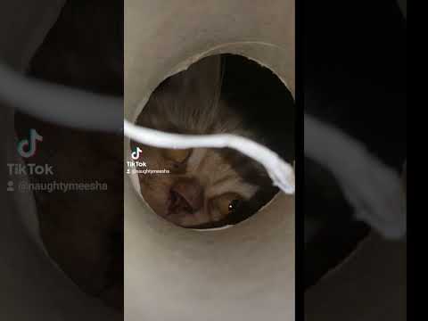 meesha with the flash light #cat #catlover #catvideos #catsoftiktok #comedy #cute#instacat