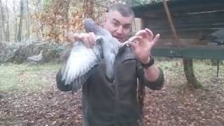 palombe.org Baguage des pigeons en fin de saison de migration.
