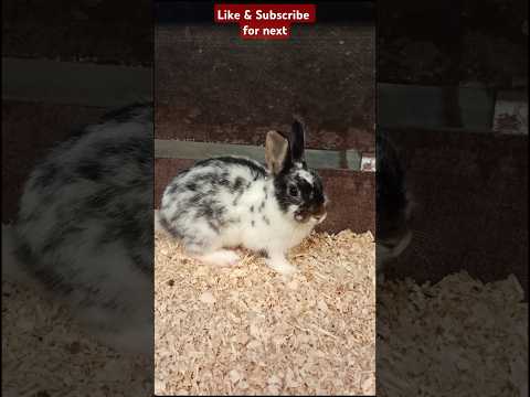 Rabbit's are cute, furry mammals with long ears and fluffy tails.#viralvideo #animals