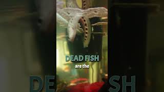 DEAD FISH are BEST Fertilizers for your Aquarium Plants- STOP using Liquid Fertilizers