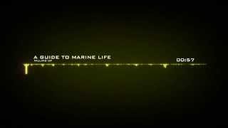 Falling Up - A Guide To Marine Life [HDKENY]