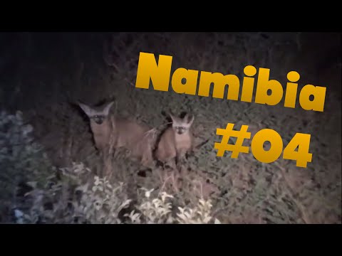 Löffelhund - Namibia