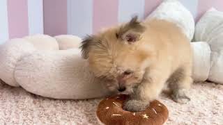 ハーフ犬の動画01