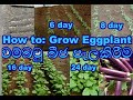 Brinjal Cultivation වම්බටු බීජ තවන්කිරීම How To Grow Eggplant Se