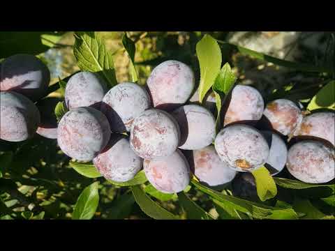 5 soiuri de prune din livada bune si pentru tuica