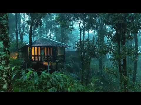 Pioggia Rilassante nella Foresta Nebbiosa per Dormire in 5 Minuti - Suoni di Pioggia e Temporale