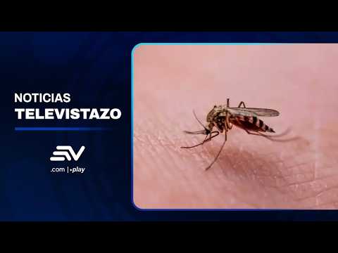 MSP declara la alerta sanitaria en Orellana por fiebre amarilla | Televistazo | Ecuavisa