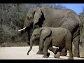 Жил в Африке слон 