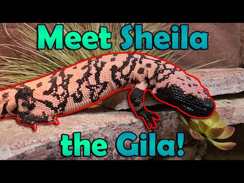 Alles über Gila-Krustenechsen! *Giftig*