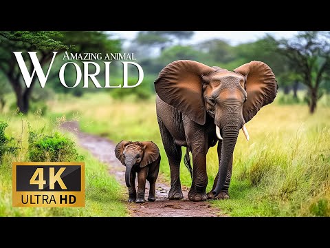 Amazing Animal World 4K 🌍 Stunning Wildlife & Tranquil Beaches with Evening Melodies for Free Sleep