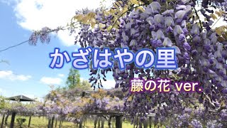 三重県【かっぱの里 かざはや】藤祭みてきたよー！前編