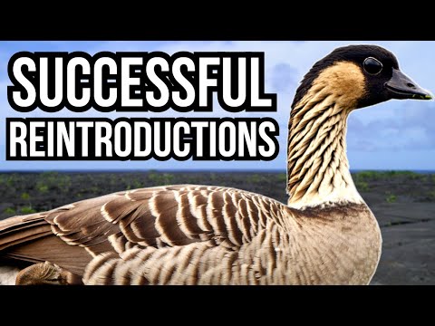 1 Successful Animal Reintroduction From Every Continent (Not Including Antarctica)