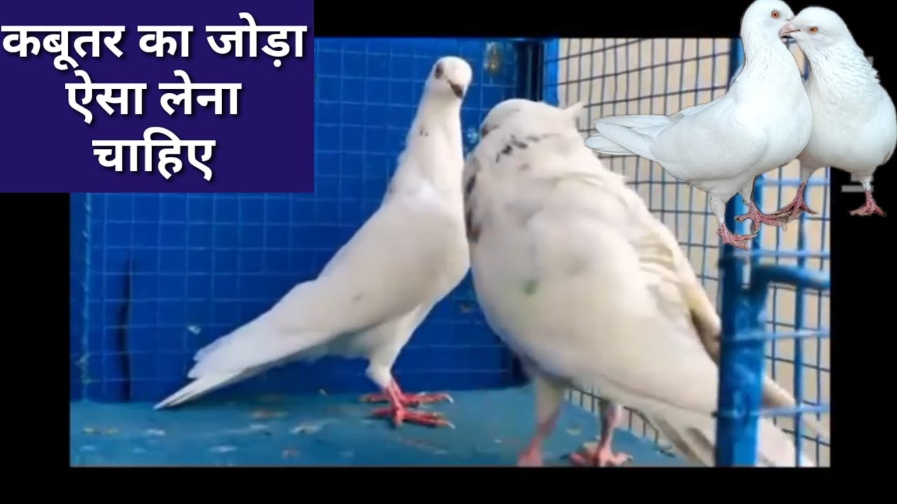 Kabutar ka joda Aisa Lena Chahiye 100% Quality