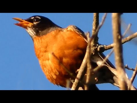 American robin bird call / song / sounds