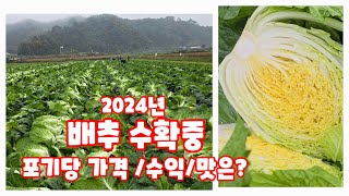 배추 수확시기 오늘 수확 합니다 괴산절임배추