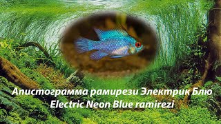 Апистограмма рамирези Электрик Блю / Electric Neon Blue ramirezi #ElectricNeonramirezi #РамирезиНеон