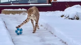 Гепард играет в зимний футбол! Оцените как ловко Герда владеет мячом! 🔥
