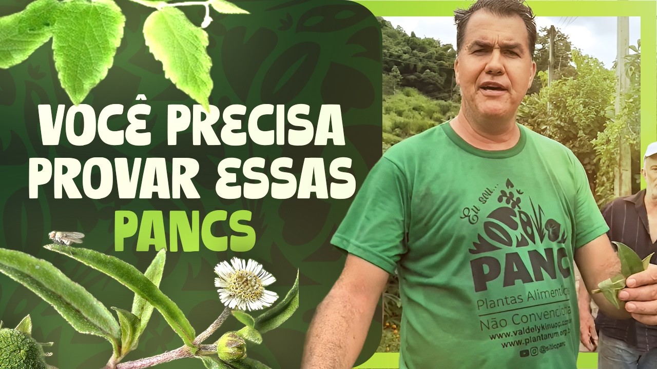 PANC DE ROÇA: I VISITED THE PANCS IN BOM JARDIM RJ AND WAS SURPRISED