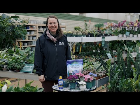 PETITTI African Violet Spotlight | How to Grow, Propagate, & Care for Violets