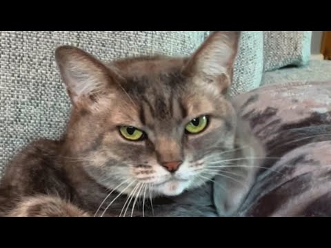 Woman brings home a shelter cat. And discovers her odd reaction to guests.