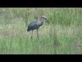 Goliath Heron Eats Croc