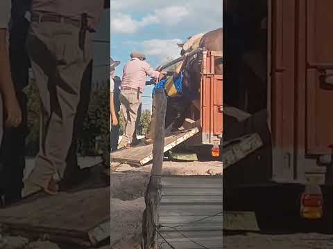 Video dos. Camping municipal de Caucete. Bajan los caballos.