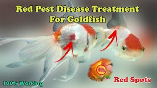 How to cure red pest disease in Goldfish | Red Spots | LIVE AQUARIUM