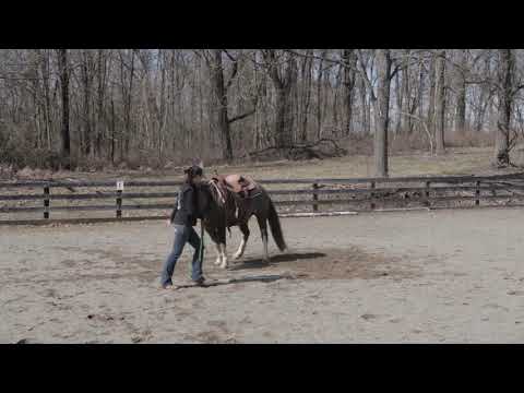 Restarting the Older Horse. Groundwork, Day 1 Part 1. How to Retrain a horse.