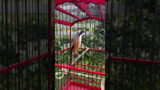 Download lagu Cendet isian lovebird panjang dikasih voer nembaxx mp3