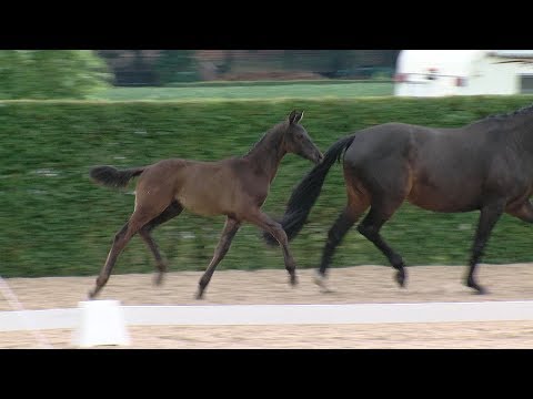 Hf v Don Index x For Compliment x Connery 2017