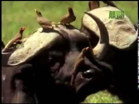 PARASITE PECKERS    FOOLED BY NATURE