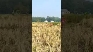 Download lagu Tingkiwingki, dipsi, Lala, Yanto teletabis sawah #short mp3 Download lagu Tingkiwingki, dipsi, Lala, Yanto teletabis sawah #short mp3
