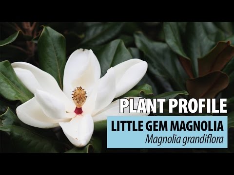 Little Gem Magnolia Plant Profile