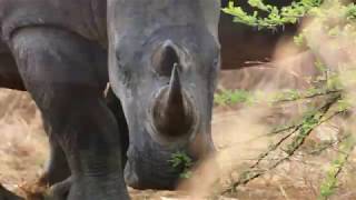The beautiful animals of South Africa