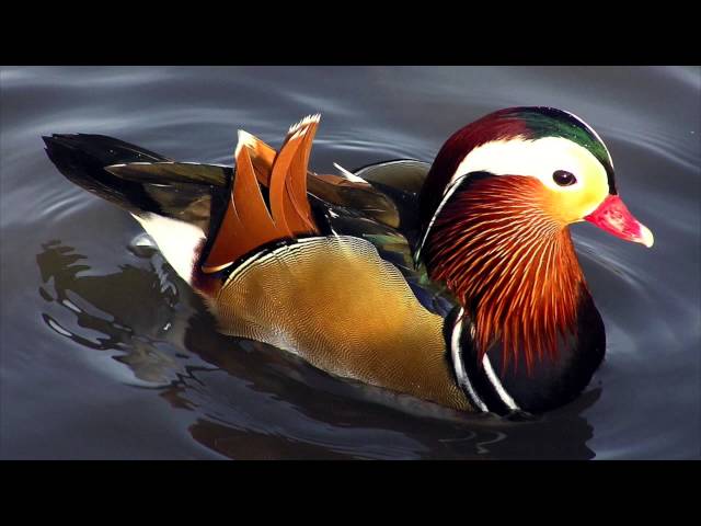 Vídeo relacionado con mi Pato de San Valentín Día de San Valentín Patos Amante CAM Camiseta