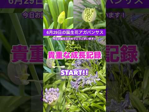 アガパンサスの鉢植えの土の花壇を自宅で手入れする方法