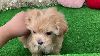 ハーフ犬の動画02