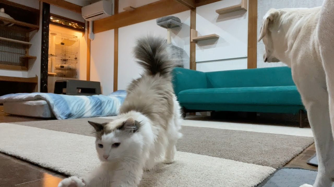 ぽこぽこ後をついてくる子猫すーちゃん