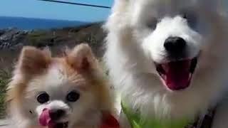 L'amor dels Gossos no té fi