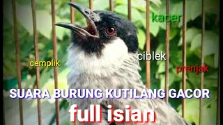 Download lagu SUARA BURUNG KUTILANG GACOR FULL ISIAN SUARA BAGUS COCOK BUAT MASTERAN KUTILANG BAHAN mp3 Download lagu SUARA BURUNG KUTILANG GACOR FULL ISIAN SUARA BAGUS COCOK BUAT MASTERAN KUTILANG BAHAN mp3
