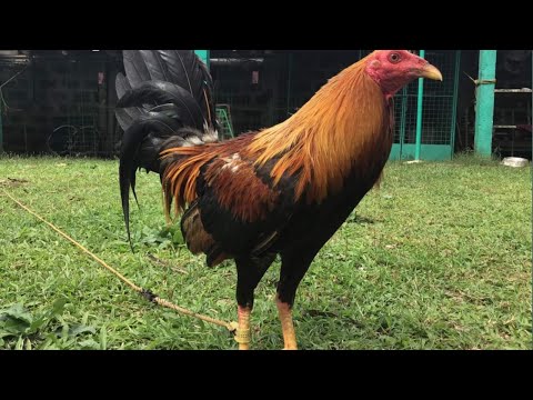 ALL ABOUT YELLOW LEGGED HATCH GAMEFOWL