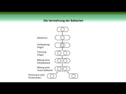 Vermehrung von Bakterien (Zweiteilung) | BiologieKompakt