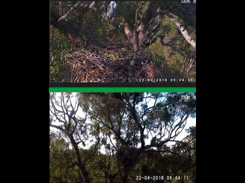 Video 2018 04 22 095033dbl cam with Mating at end