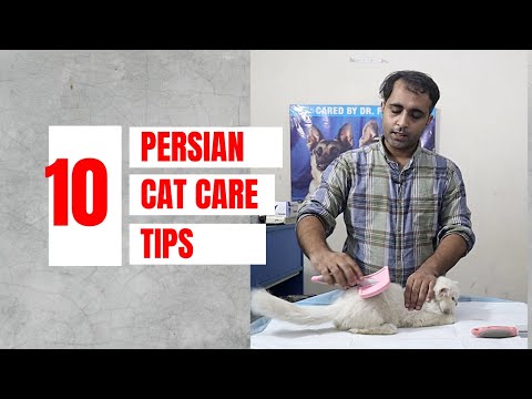 10 Persian cat care tips | How to keep persian cat healthy | Aliyan Pets Hospital